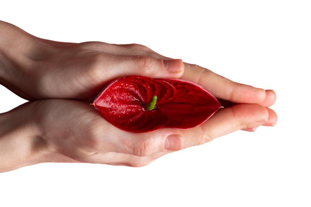 Hands holding a red flower